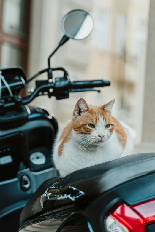 a yellow and white cat sitting on top of a motorcycle