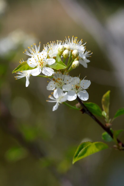 white flowers with green leaves on a nch