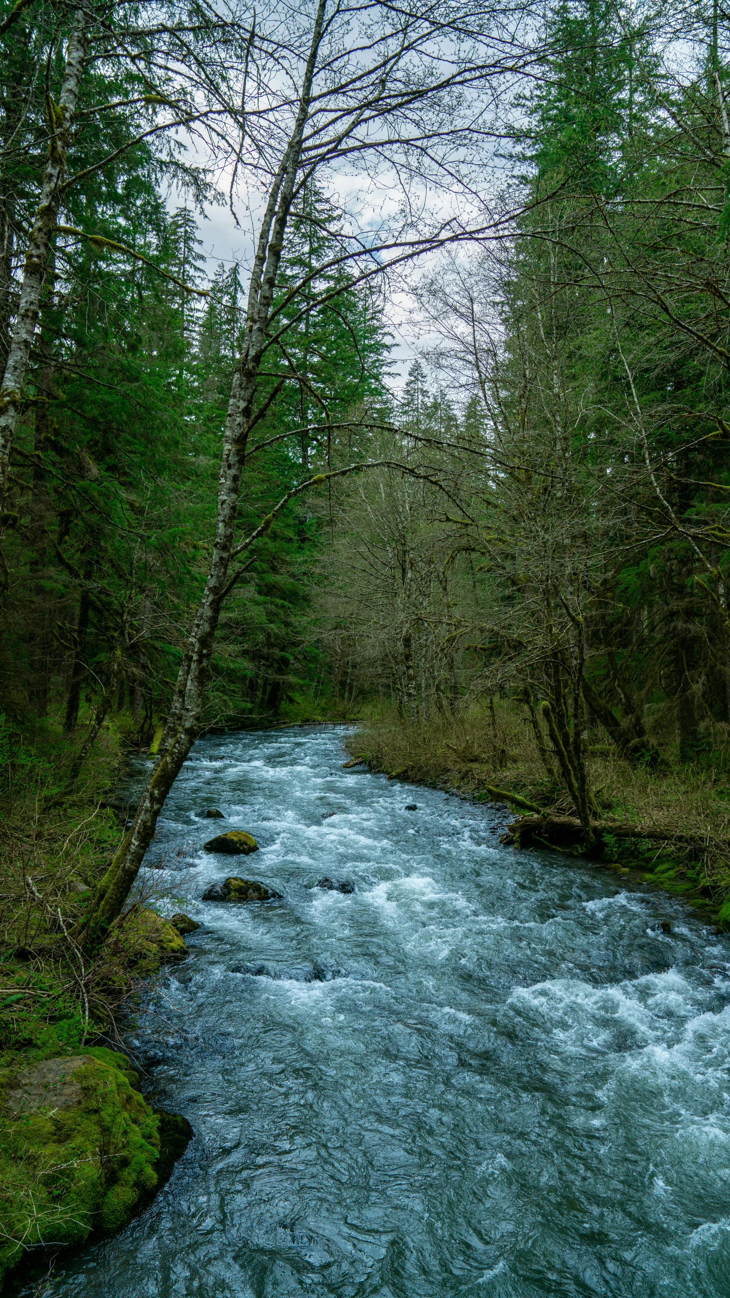 a stream surrounded by green vegetation in a wooded area