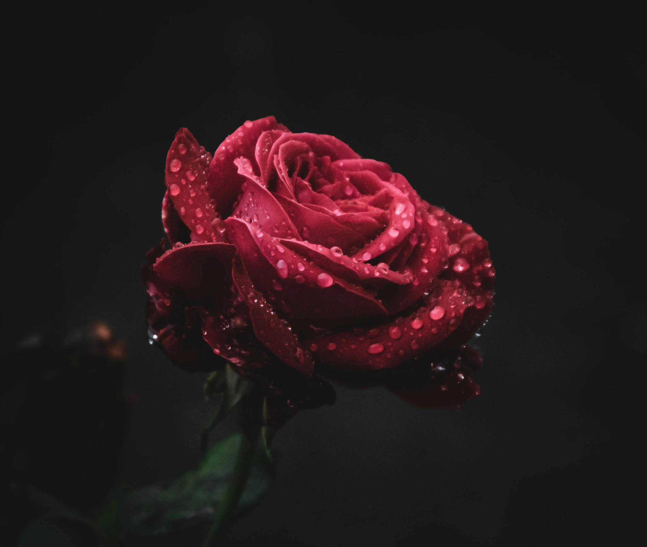 the red rose is covered in rain drops