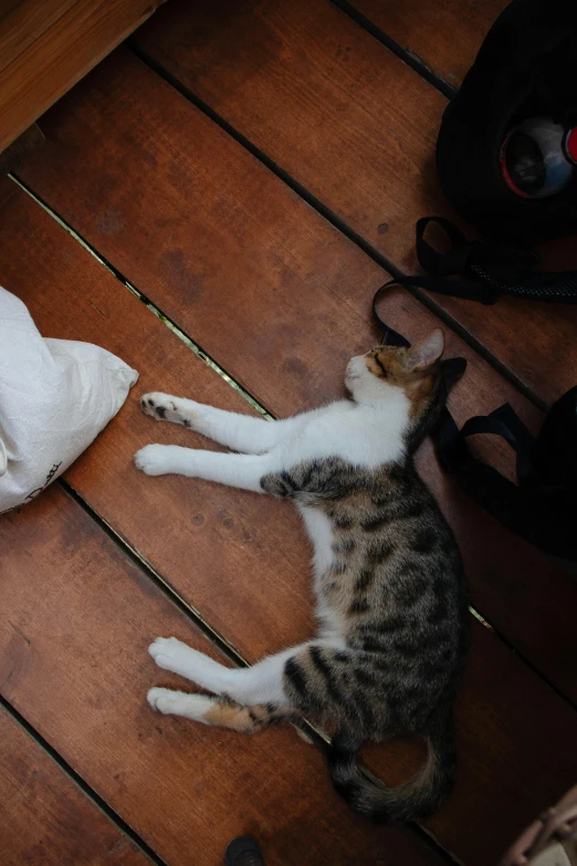 a cat lying on top of a wooden floor