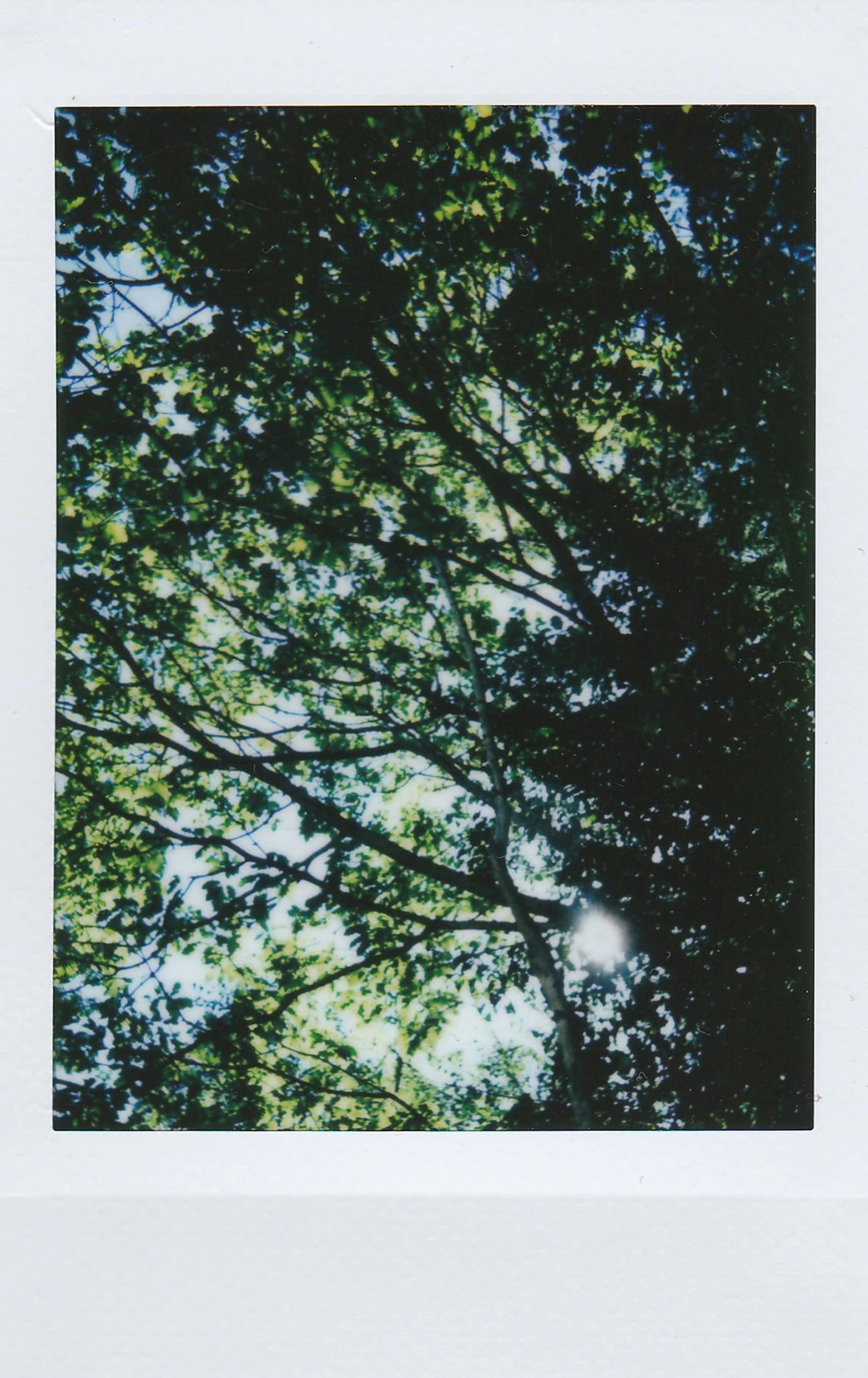 a polaroid picture of trees from below