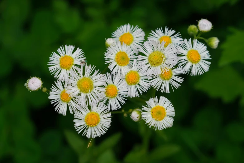 small white flowers with yellow center surrounded by green