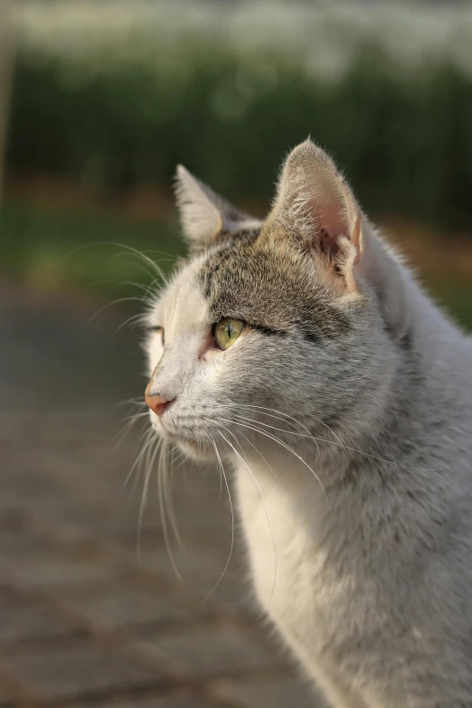 close up po of a white cat looking off to the side