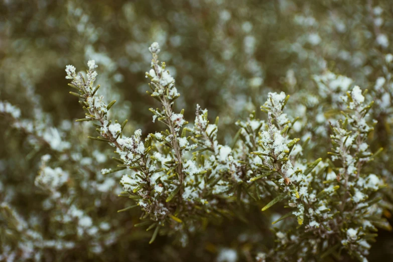 small white leaves growing on a tree