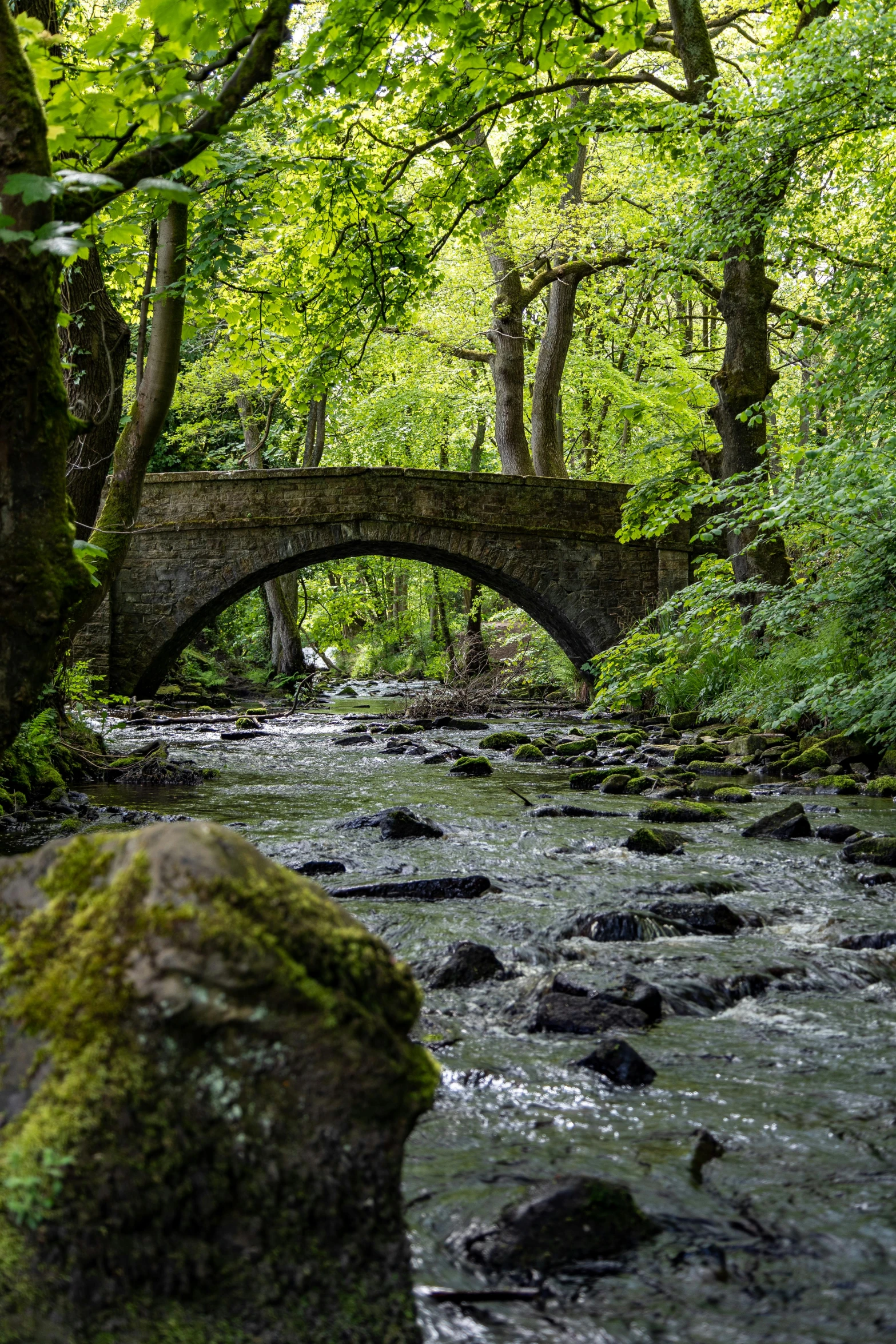 there is a bridge in the woods over a stream