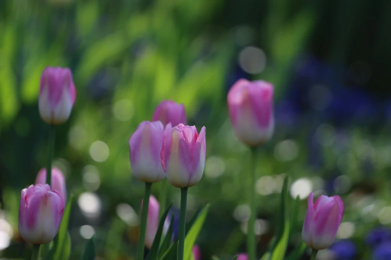 some very pretty pink flowers in a big garden