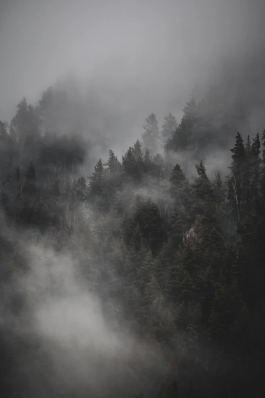 fog rolls down over the forested forest with tall trees