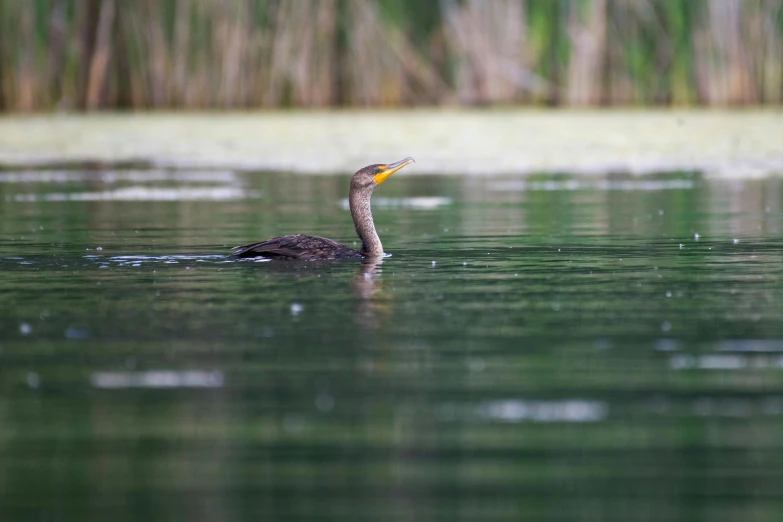 a bird in water looking for food