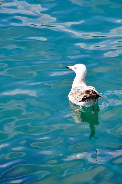 a duck swimming in the ocean with blue water