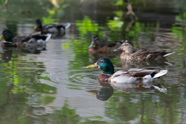 several ducks are swimming in a pond in the sun