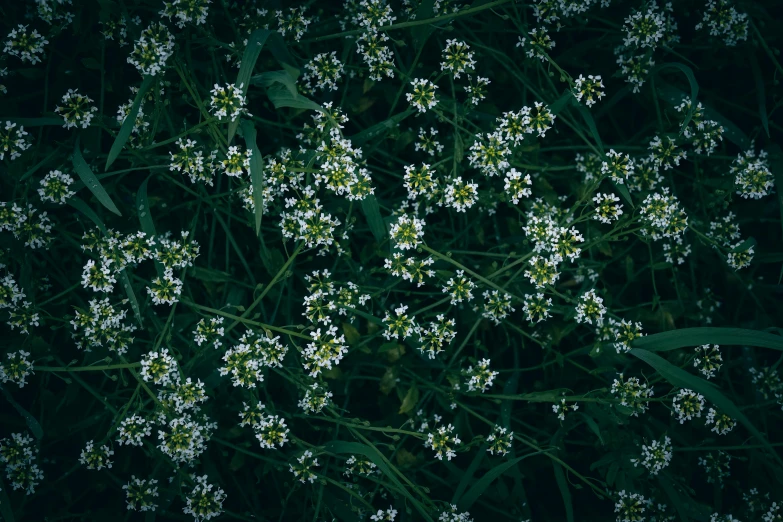 a group of flowers with white and green petals