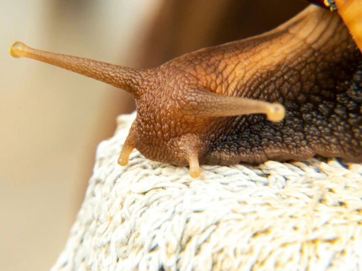 a slug crawling on to the top of someones arm