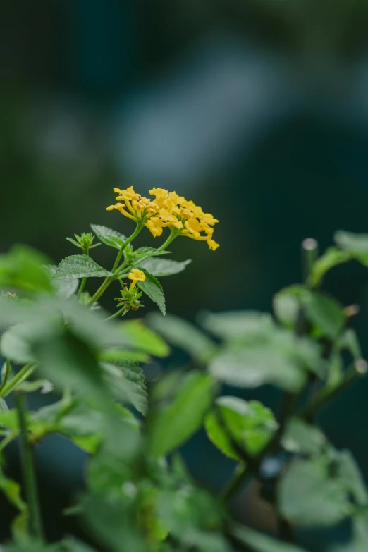 small yellow flowers in the midst of greenery