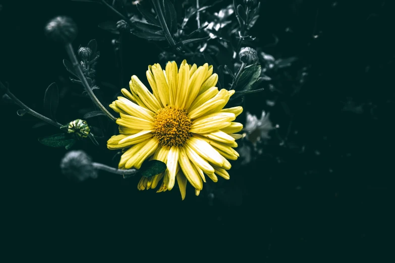 a bright yellow flower growing in a garden