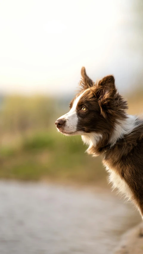 the dog is standing up looking into the distance