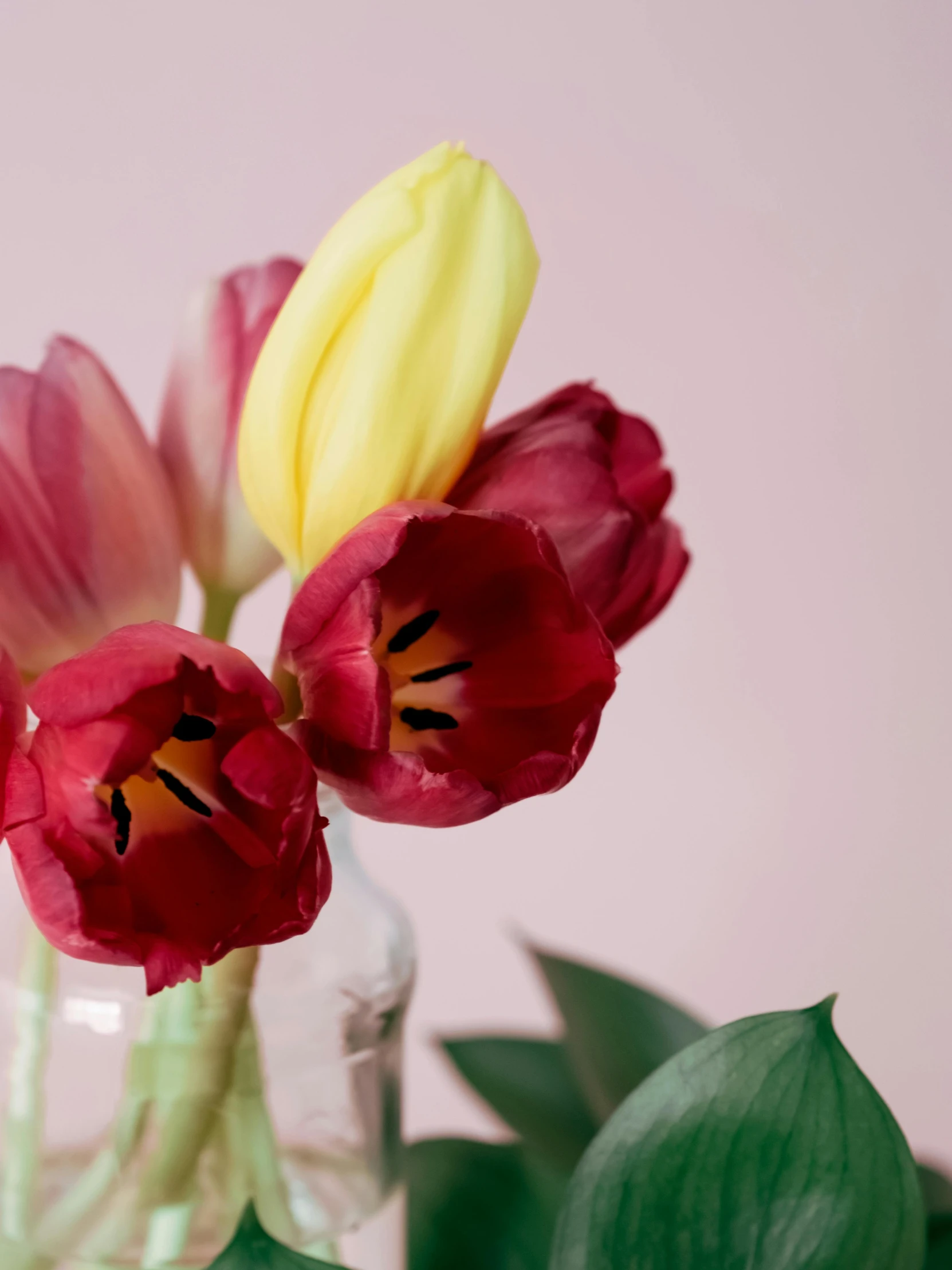 there are tulips in a glass vase with greenery