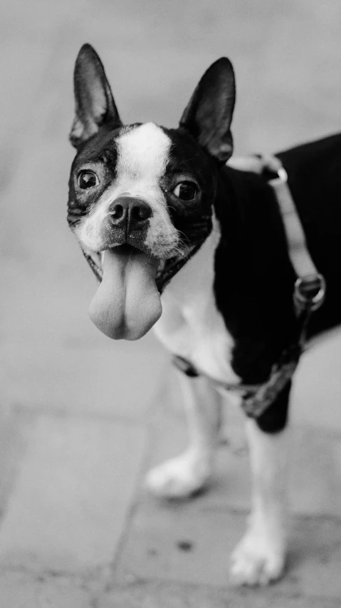 the boston terrier dog poses on the sidewalk with his tongue hanging out