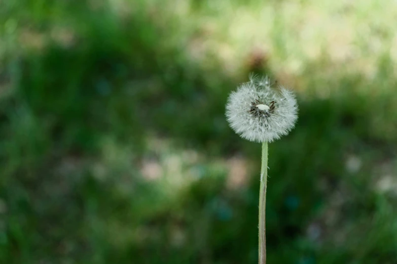 a close - up of the white flower that has gone off