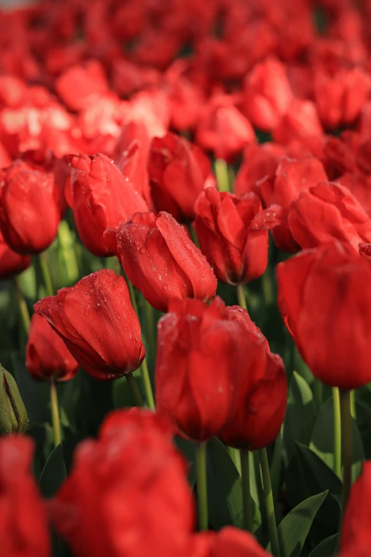 red tulips of the same color in a garden