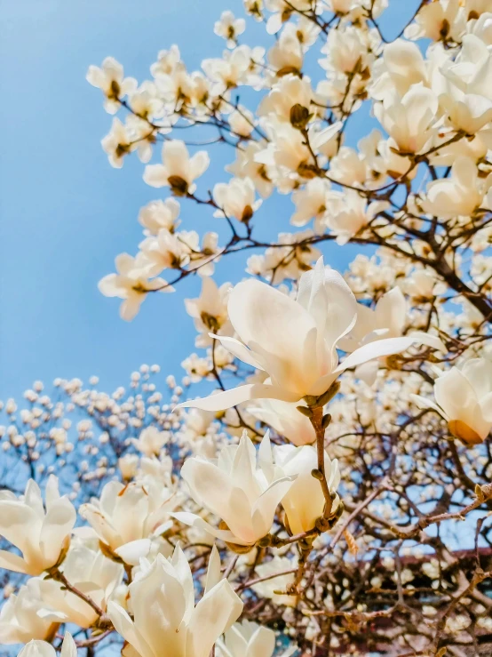 nches with blossoming flowers in the spring sun