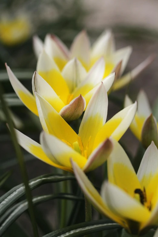 there are some yellow flowers that are growing in the bushes