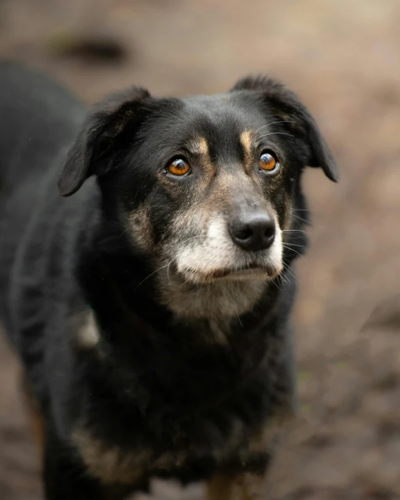 a black dog with an orange eyes staring into the distance