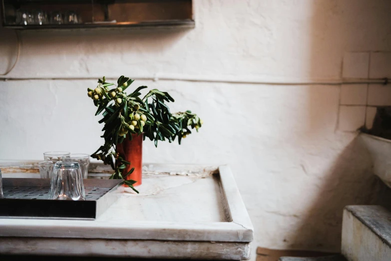 a potted plant is sitting on a tray