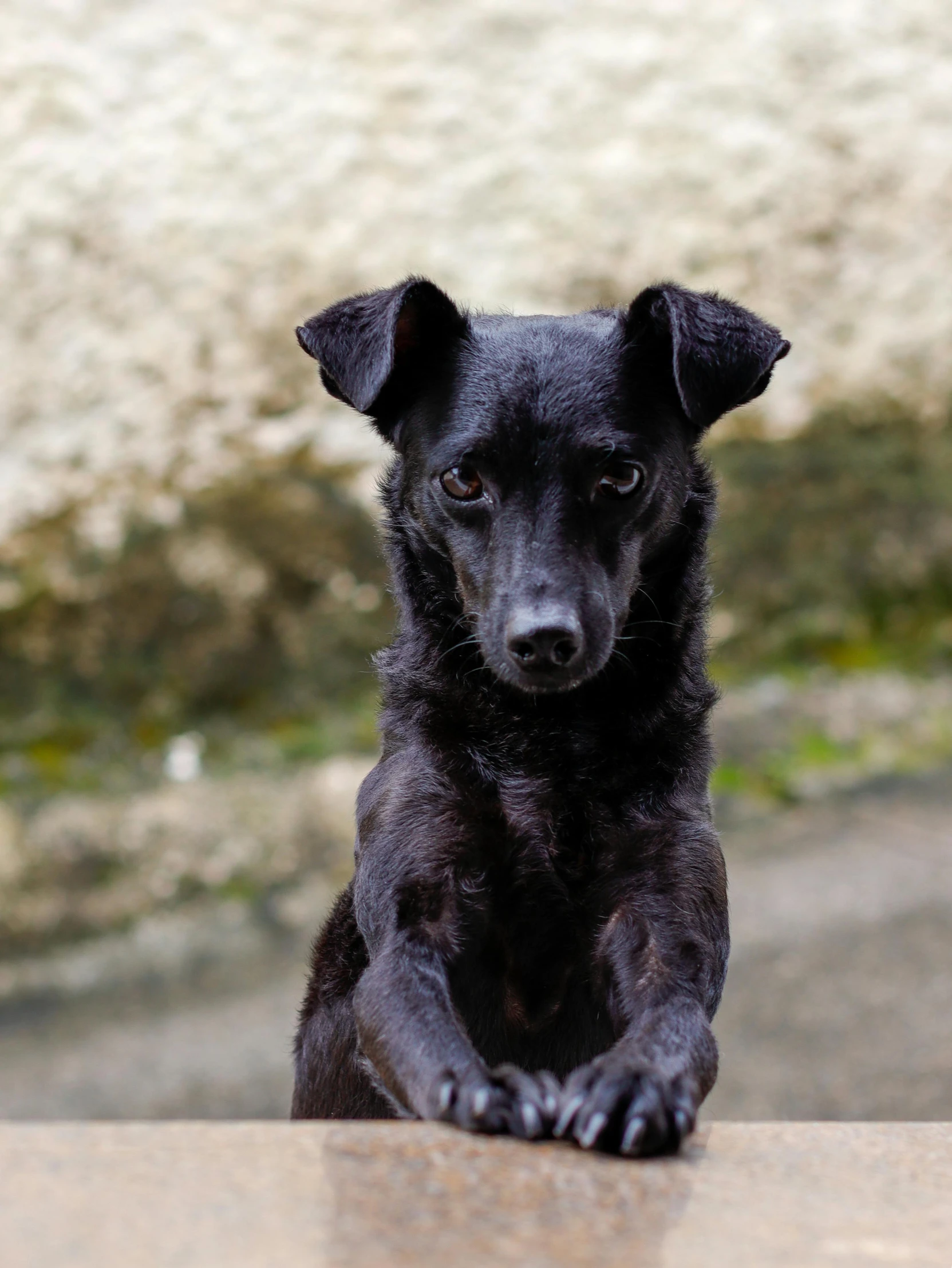 black puppy sitting on a table waiting for a po