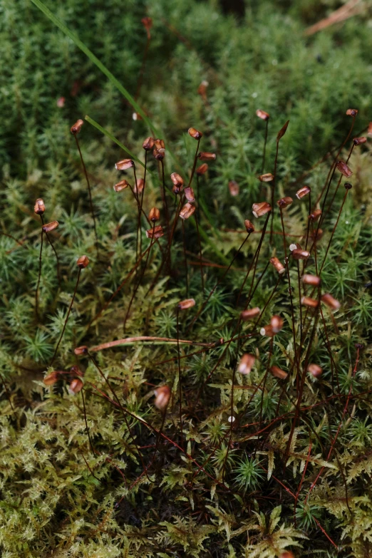 a bird sitting on a moss covered nch