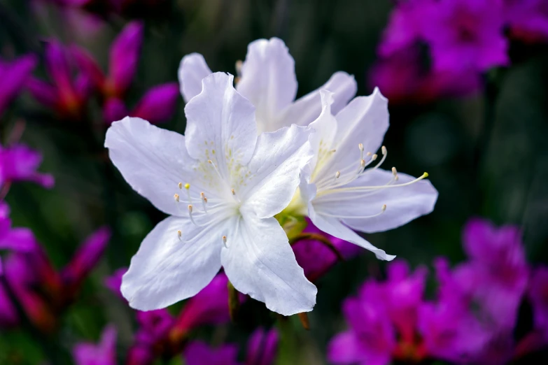 a very large white flower sitting in a field