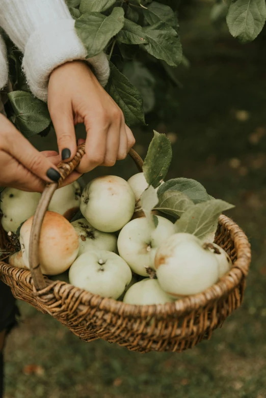 a person holds a basket full of green apples