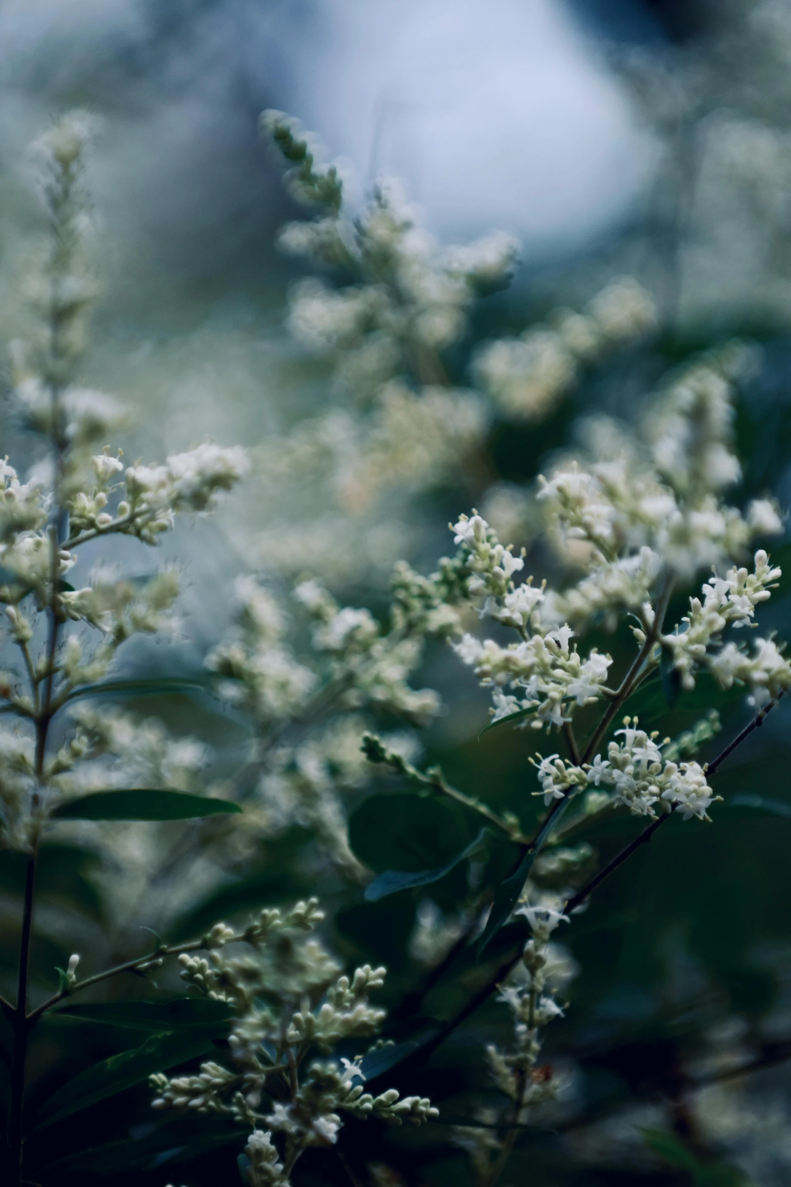 a small plant with white flowers in front of green background