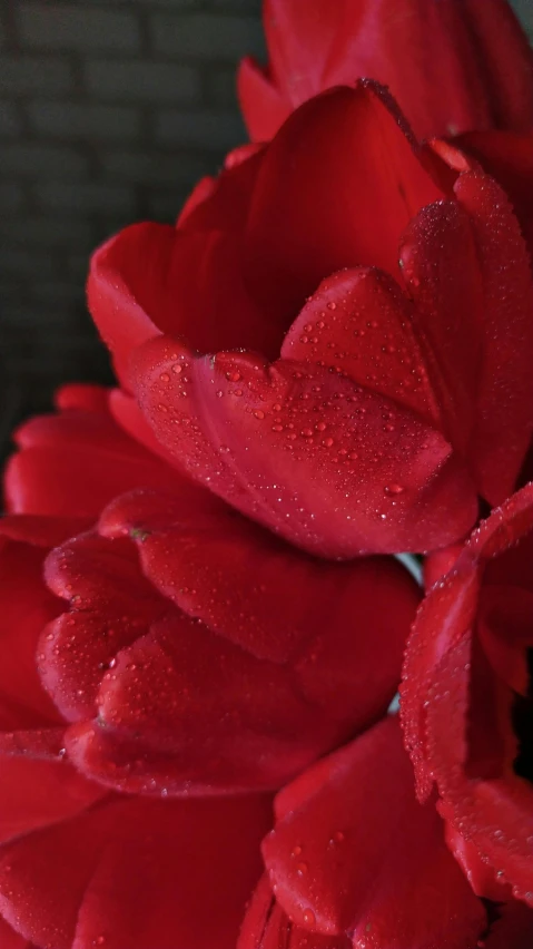 red roses that are covered in water and water droplets