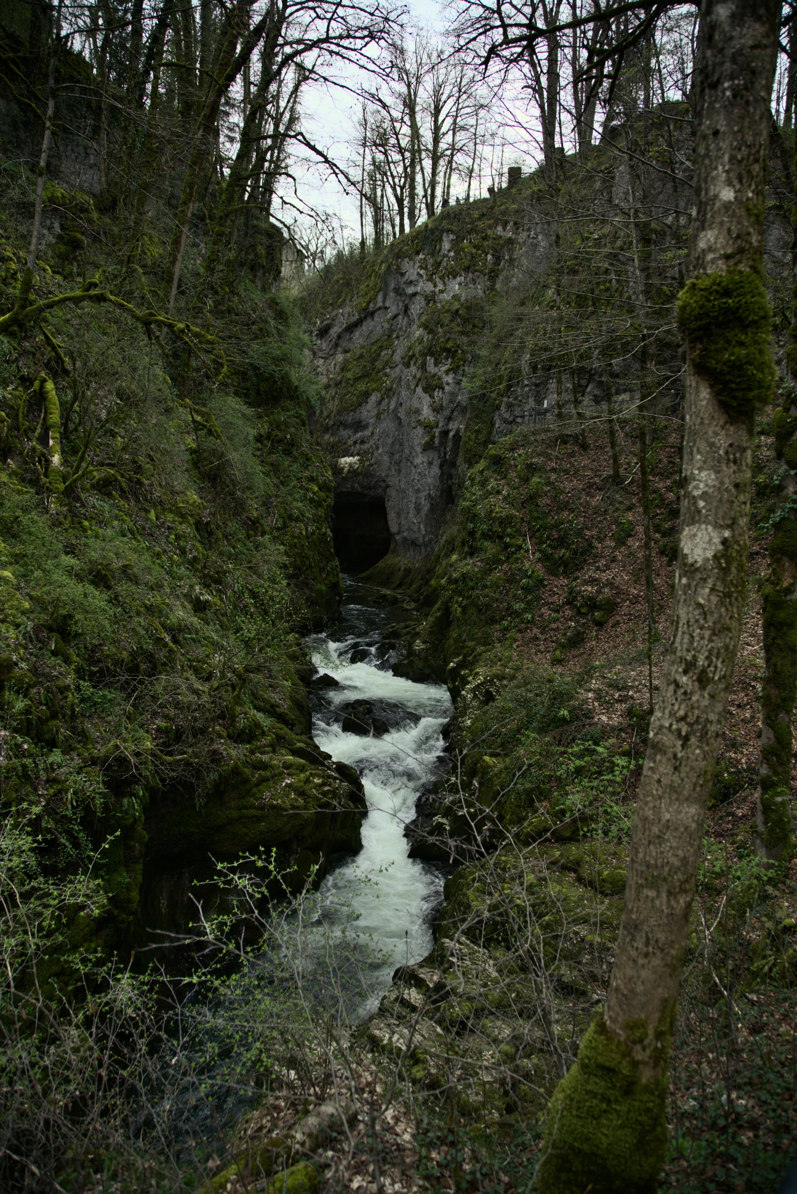 a stream in a jungle with green mossy trees around