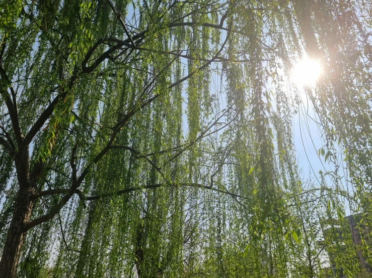 a large tree has leaves over it near the sun