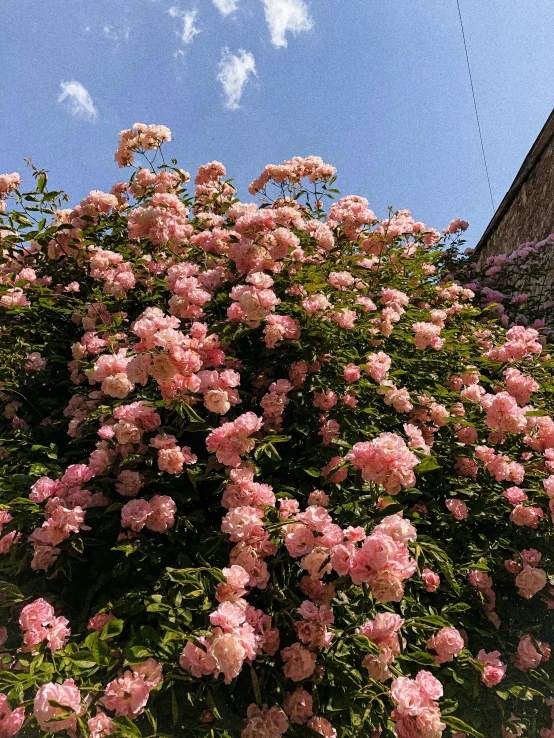 pink flowers that are next to a building