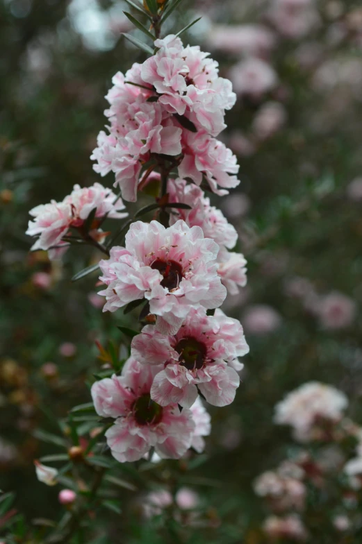 small pink flowers are blooming on a twig