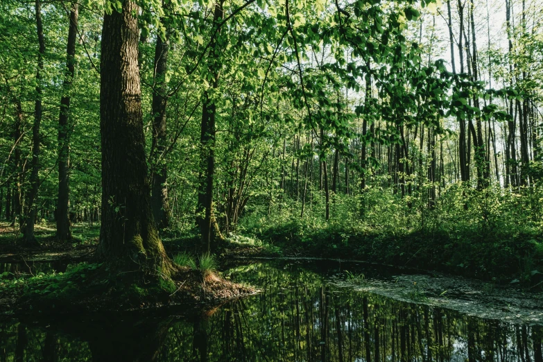 a creek in the woods surrounded by trees