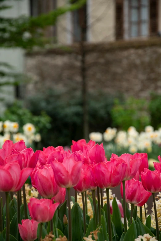 a garden filled with lots of pink and white flowers