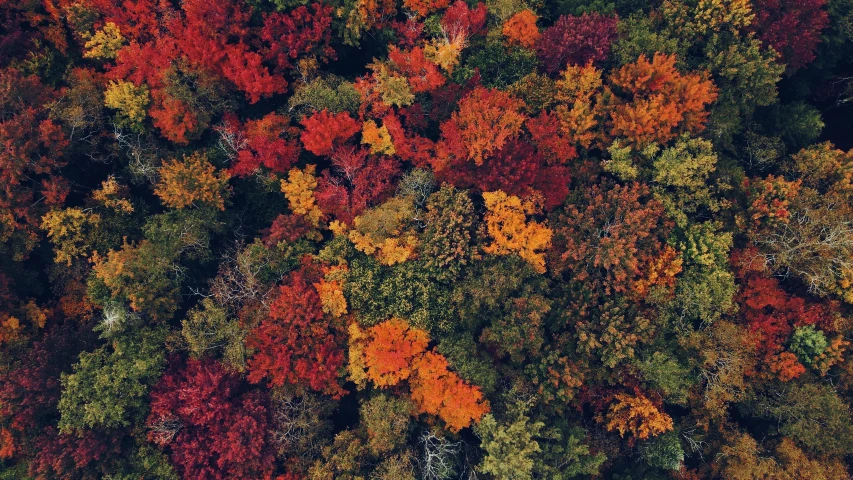 a very high angle view of colorful trees