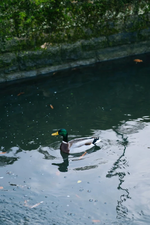 a duck swimming in the middle of a pond