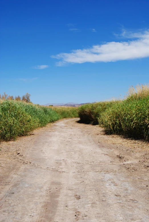 there is a dirt road in the middle of some grass