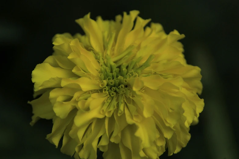 a closeup picture of the center of a flower