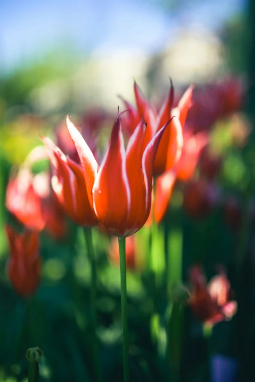 red flowers that are in the grass next to each other