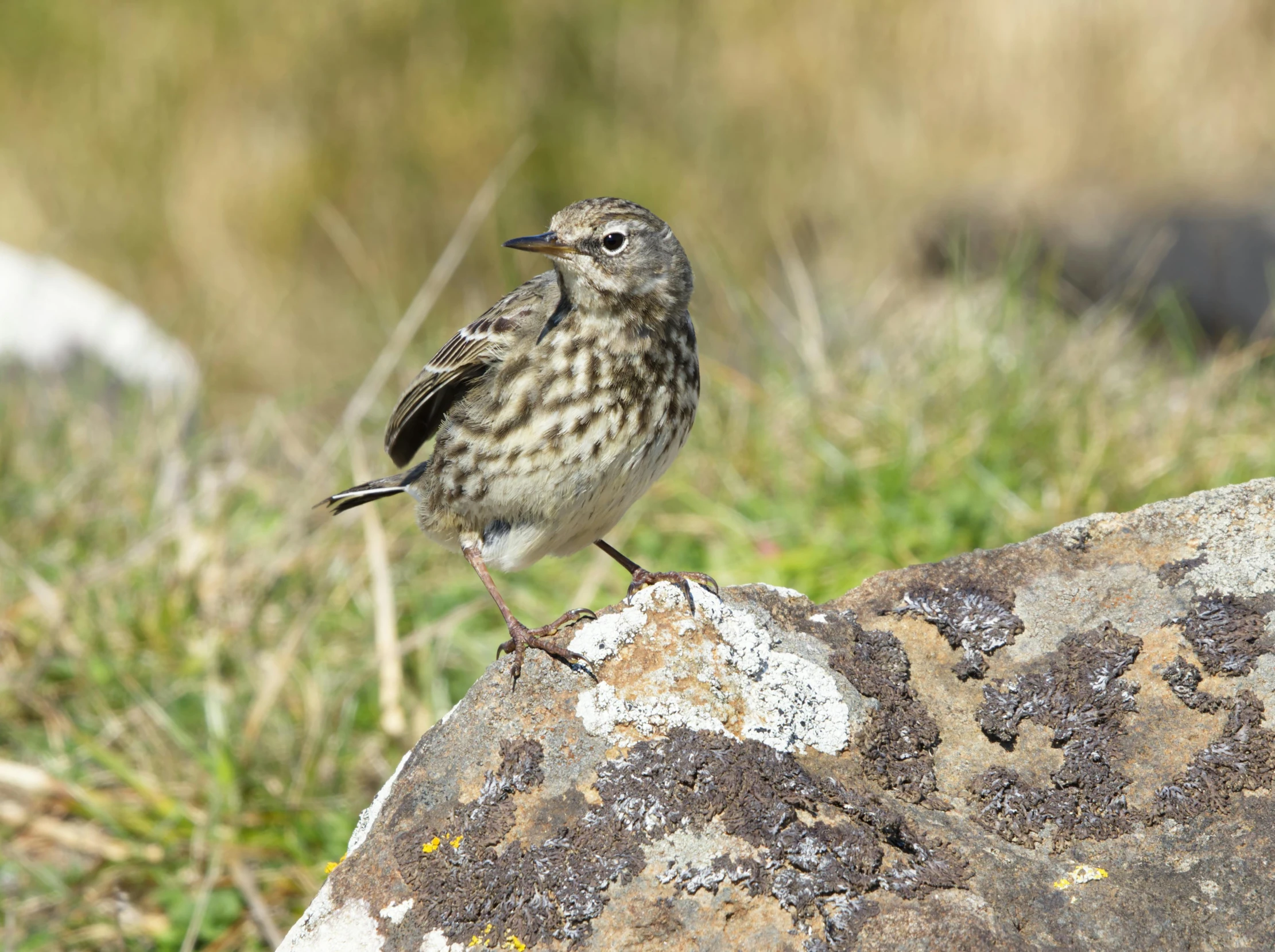 a small bird perched on top of a rock