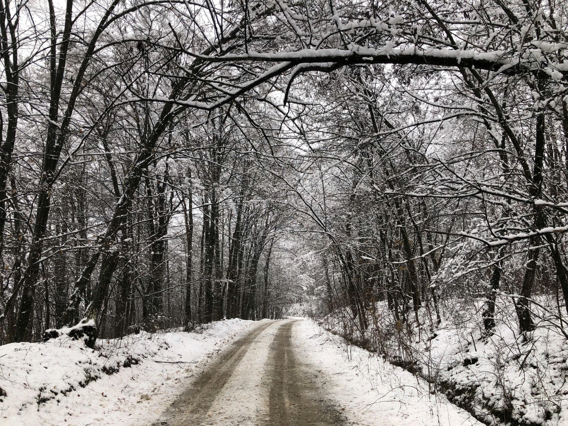 a road leading into the woods surrounded by snow