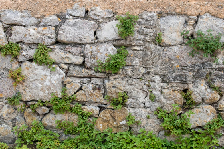 a wall with several stones that have vegetation growing on them