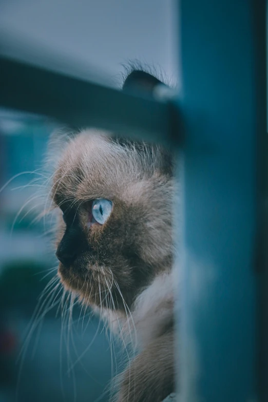 a brown and black cat looking in through a fence