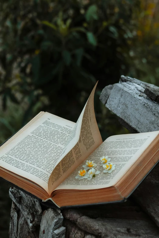 an open book with daisies in front of rocks